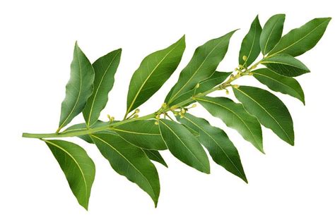 Fresh Bay Leaves Branch Laurel Twig Isolated On White Background With