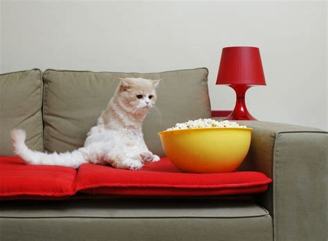 Can Cats Eat Popcorn? | Healthy Paws Pet Insurance