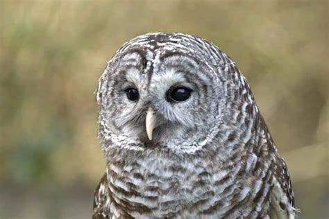 Owls In Wisconsin 11 Species With Pictures Wild Bird World