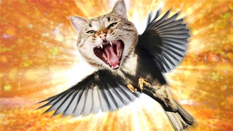 Info Terbaru 47 Flying Cat