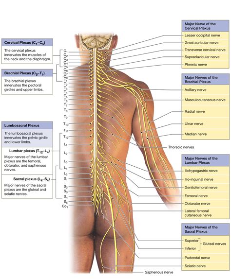 Spinal Nerves Extend To Form Peripheral Nerves Sometimes Forming Plexuses Along The Way