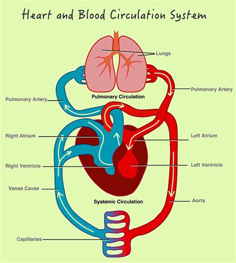 30 Informative Facts Diagram And Parts Of Human Body For Kids