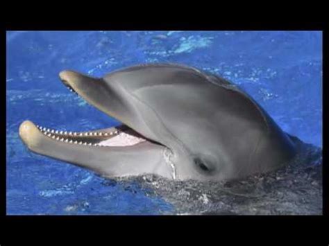 Fortunately for dolphins, they are at the top of their food chain, and they have very few predators. What does a dolphin eat for breakfast? The Gulfarium's ...