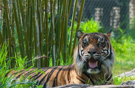 Tiger Exhibit Jacksonville Zoo Murph Flickr