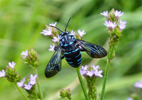 昆虫親父日記: 幸せを呼ぶ青い蜂!？ ルリモンハナバチ