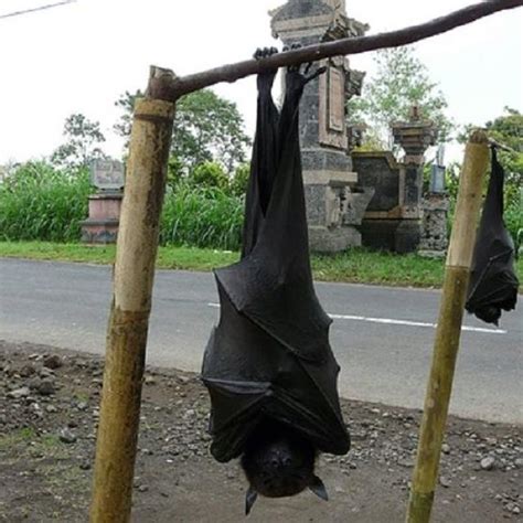 Twitterati was shocked to see the picture. Giant golden-crowned flying fox (or golden-capped fruit ...