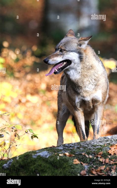 Canis Lupus Canids European Wolf Gray Wolf Predators Wolves Predator