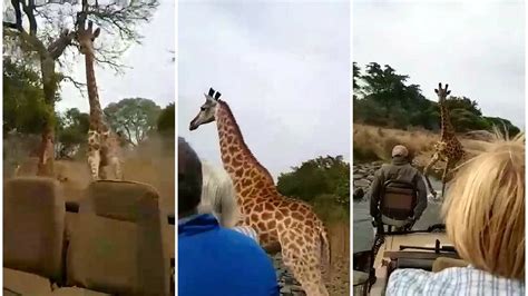 Angry Giraffe Charges At Truck Of Tourists On Safari Video Shows A Scary Adventure Fox News