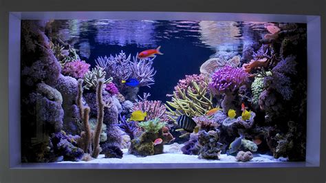 In Wall 500 Gallon Reef Tank Coral Reef Aquarium Saltwater Aquarium