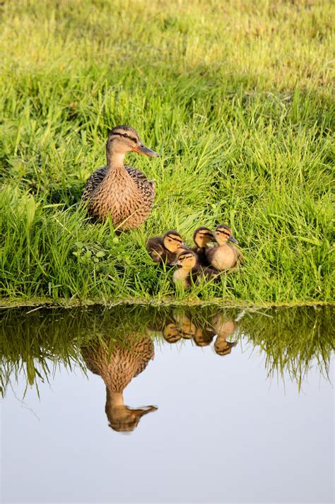 Ducklings And Ducks Free Stock Photo Public Domain Pictures