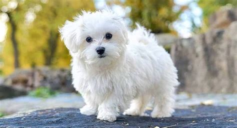 Teacup Maltese All You Need To Know About This Tiny Pup K9 Web