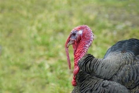 Breeding Turkeys Introducing Sexes And Mating Turkeys