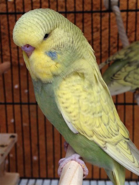 Pin By Kaivings On Rare Budgies Budgies Birds Pictures