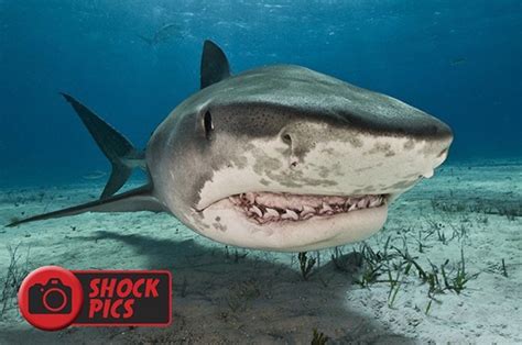 Although shark attacks can seem vicious and brutal, it's important to remember that sharks aren't a shark swimming below sees a roughly oval shape with arms and legs dangling off, paddling along. Shark attack: Scuba diver killed after having leg ripped ...