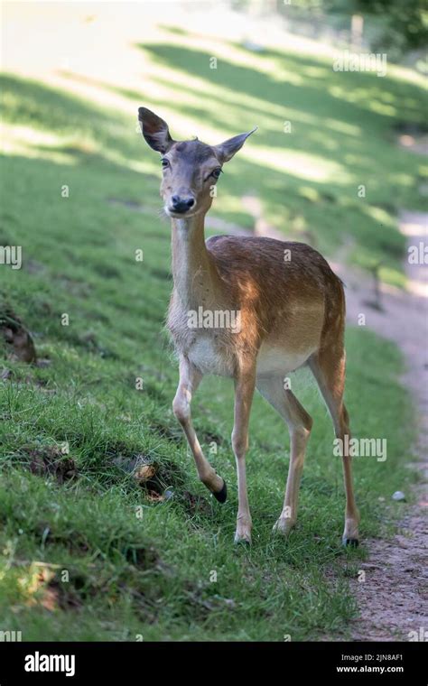 A Female Sika Deer At Wildlife Park Gersfeld Biosphere Reserve Rhon In