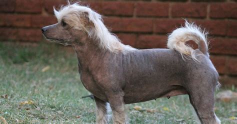 Alopecia Del Cane Cause Sintomi E Cure