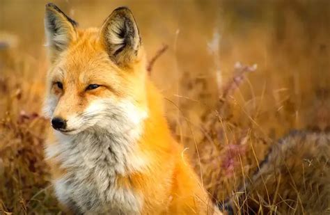 Red Fox Description Habitat Image Diet And Interesting Facts