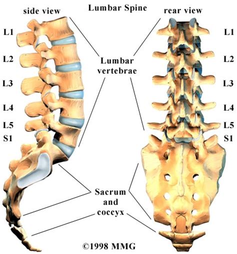 Lower jaw (mandible) collar bone. Low Back Pain Specialist | Singapore Sports & Orthopaedic ...