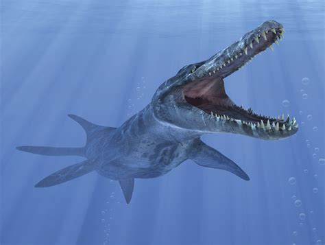 This was the biggest meat eating dinosaur that we know of. Kronosaurus | Kronosaurus Facts | DK Find Out