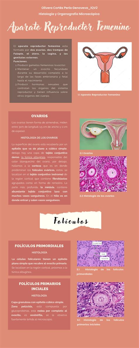 Olivera Cortés Perla Genoveva Iqv2 Infografía Del Aparato Reproductor