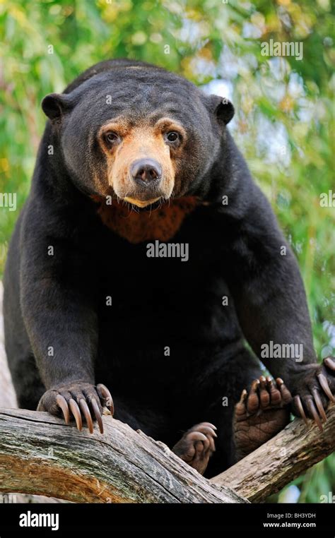 Malayan Sun Bear Stock Photo Alamy