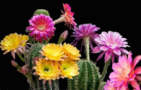Beautiful Blooming Cactuscacti Flower Time Lapse Cactus Flower