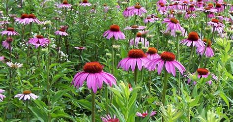 See more ideas about watercolor flowers, flower art, flower painting. Stop and see the (wild)flowers