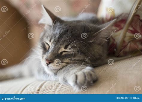 Lovely Grey Cat Kitten Sleeping On Sofa Stock Image Image Of Little