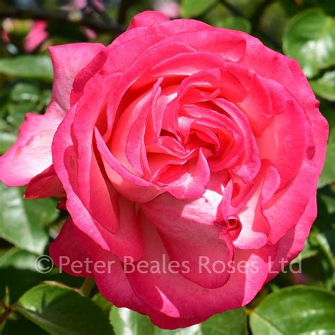 Antique Climbing Rose Peter Beales Roses The World Leaders In