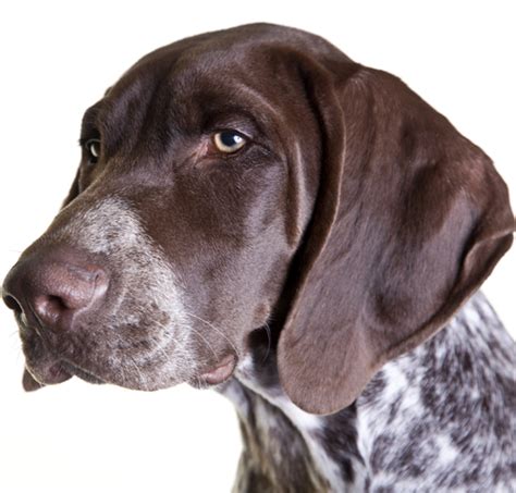 German Shorthaired Pointer Dog Breed Information Noahs Dogs