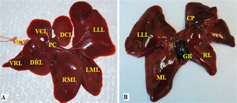 The Rat A And The Chinchilla B Liver Lobes Lll Left Lateral Lobe