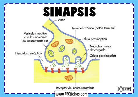 La Sinapsis Definición Y Tipos De Sinapsis Neuronal