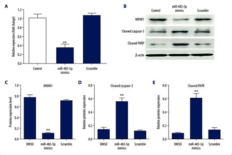 mir 483 5p suppressed mknk1 expression ghink 1 cells were transfected download scientific