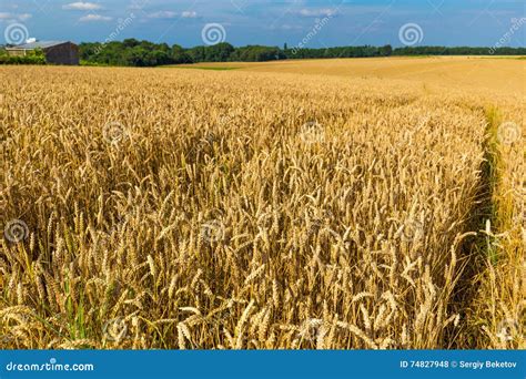 Giacimenti Di Grano Delloro E Cielo Blu Drammatico A Luglio Il Belgio