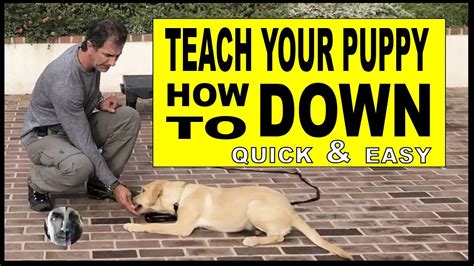How To Teach Your Puppy Or Dog Lie Down Dog Training Video Youtube