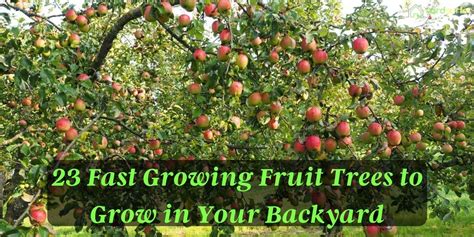 23 Fast Growing Fruit Trees To Grow In Your Backyard Yard Surfer