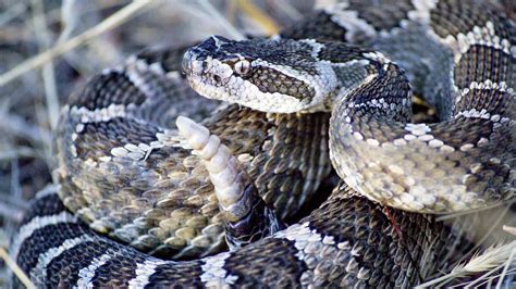 5 serpientes más venenosas del mundo