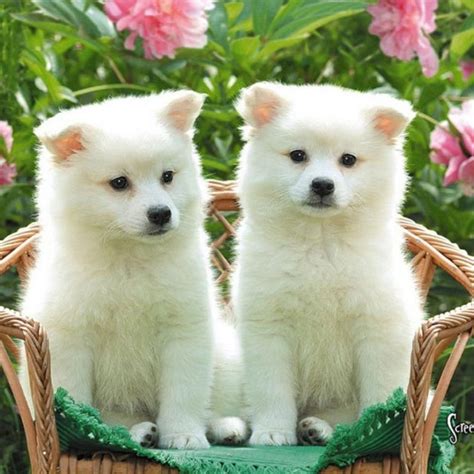 10 New Cute Baby Dogs Wallpaper Full Hd 1920×1080 For Pc Desktop 2023