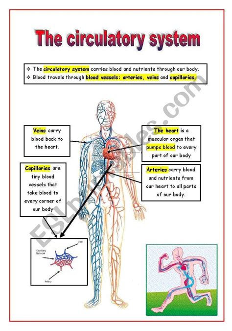 The Circulatory System Circulatory System Circulatory System