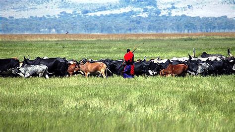 Maasai Herd Thomson Safaris