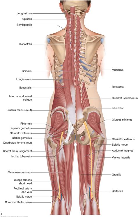 Lower back muscles anatomy female back muscles muscle diagram body diagram human anatomy picture lower back strain latissimus dorsi gluteus medius muscle strain. Butt Muscle Diagram — UNTPIKAPPS