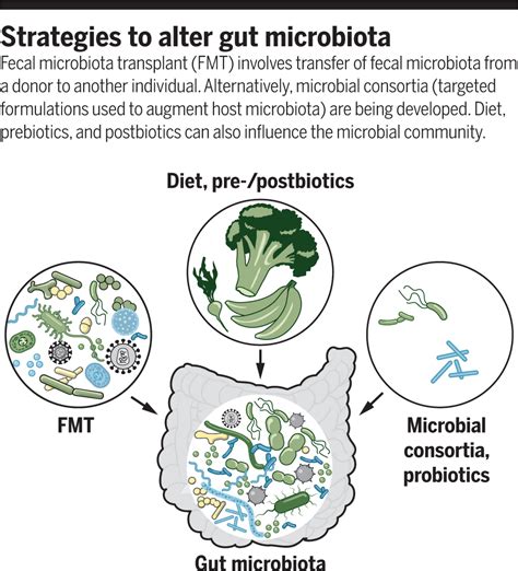 Modulating Gut Microbes Science