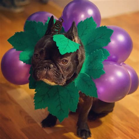 We did not find results for: DIY Grape Costume for Dogs - Costume Yeti