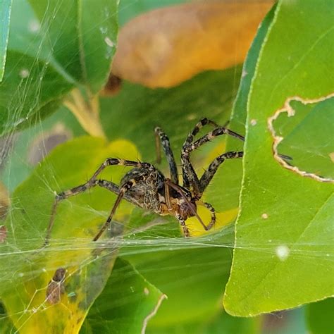 Grass Spiders In October 2023 By Mi Wanderer · Inaturalist