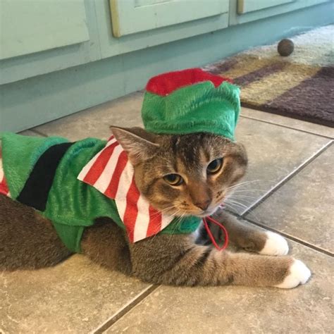 15 Cats Ready To Sleigh The Holidays With Their Cat Christmas Oufits