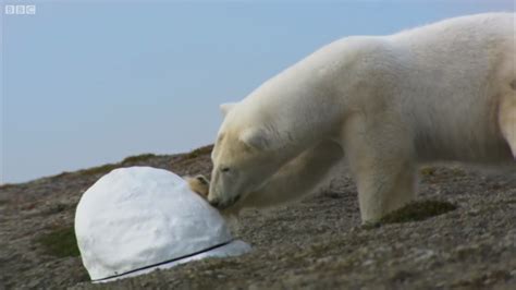 An Inquisitive Young Polar Bear Completely Destroys An Indestructible