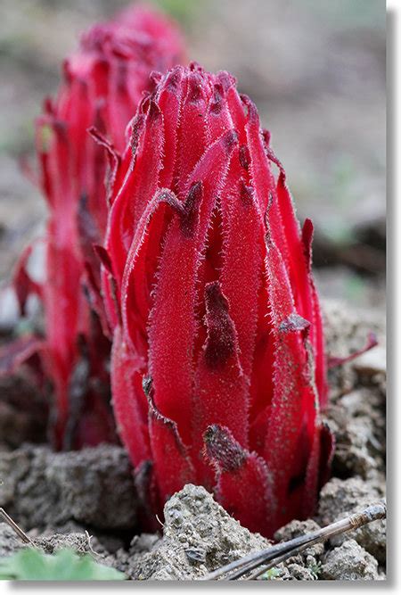 Snow Plant Before It Blooms