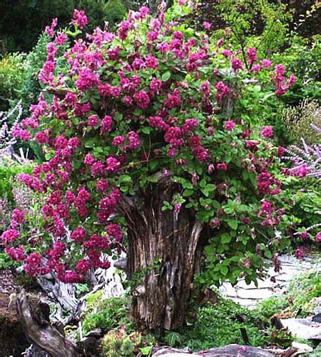 Synonyms clematis viticella 'purpurea plena elegans' clematis viticella 'elegans plena'. Pin på Garden