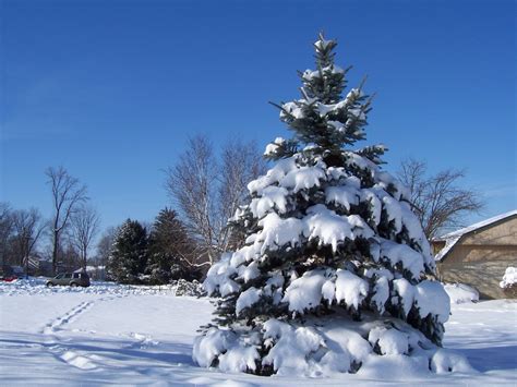 Free Images Nature Snow Winter Pine Evergreen
