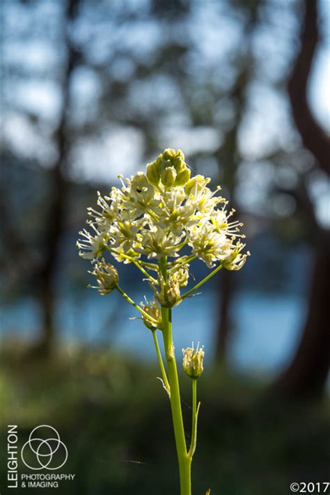 Sympathy flowers are the most common gift for people who are grieving the death of a loved one, but knowing which type to send can be difficult. Death Camas - America's Most Poisonous Native Lily